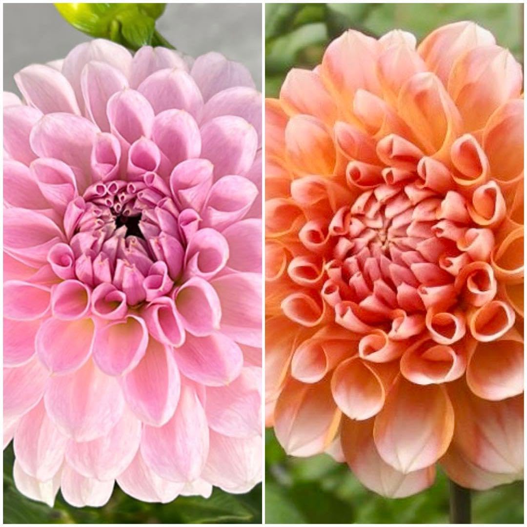 花農家のダリア球根 お楽しみ2種セット ティアラ ポートライトペア